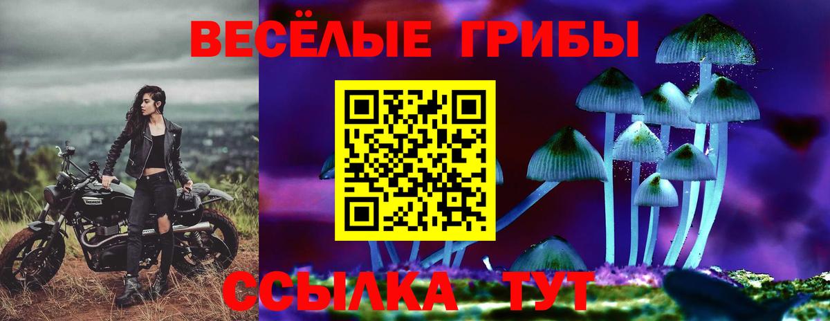 Псилоцибиновые грибы Psilocybe Великий Новгород